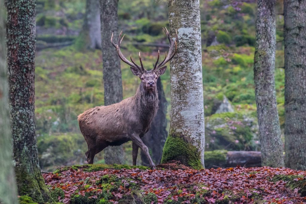 Brunarica Bled Zatrnik Pokljuka Экстерьер фото